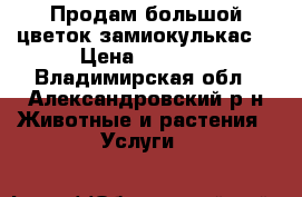 Продам большой цветок замиокулькас  › Цена ­ 2 500 - Владимирская обл., Александровский р-н Животные и растения » Услуги   